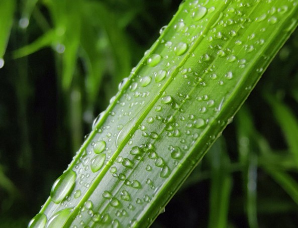 HUAWEI Mate 50 Marco video